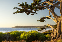 Die wunderschöne Landschaft und Vegetation von Monterey (Tag 3-4)