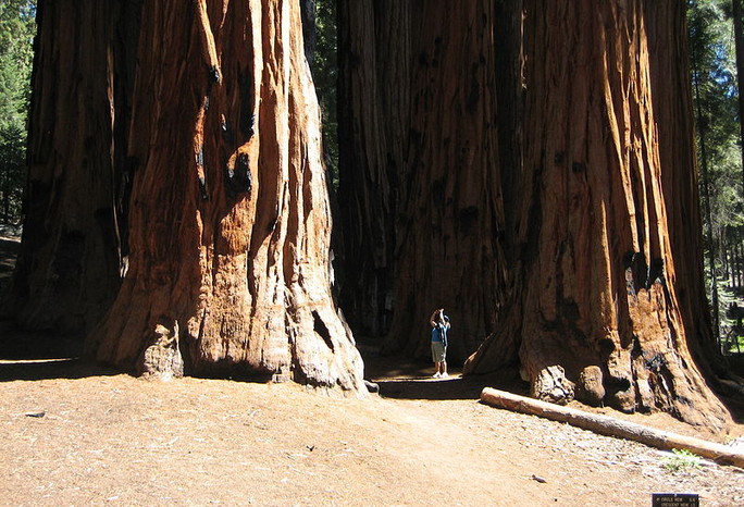 Visalia, Sequoia