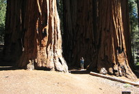 Mammutbäume im Sequoia National Park (Tag 9-10)