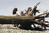 Weißkopfseeadler - British Columbia (Tag 9-10)